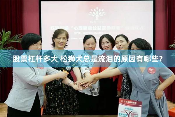 股票杠杆多大 松狮犬总是流泪的原因有哪些？