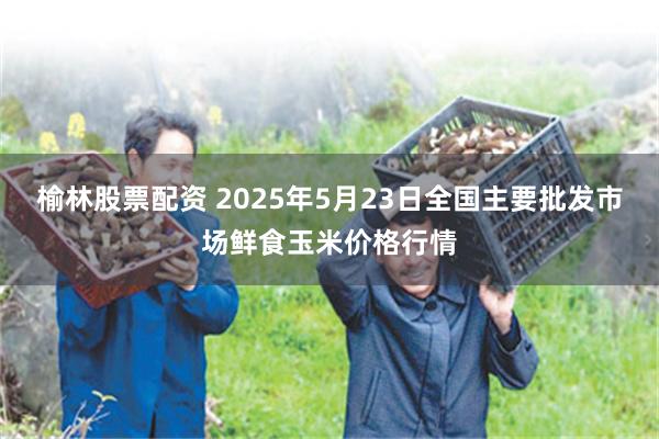 榆林股票配资 2025年5月23日全国主要批发市场鲜食玉米价格行情